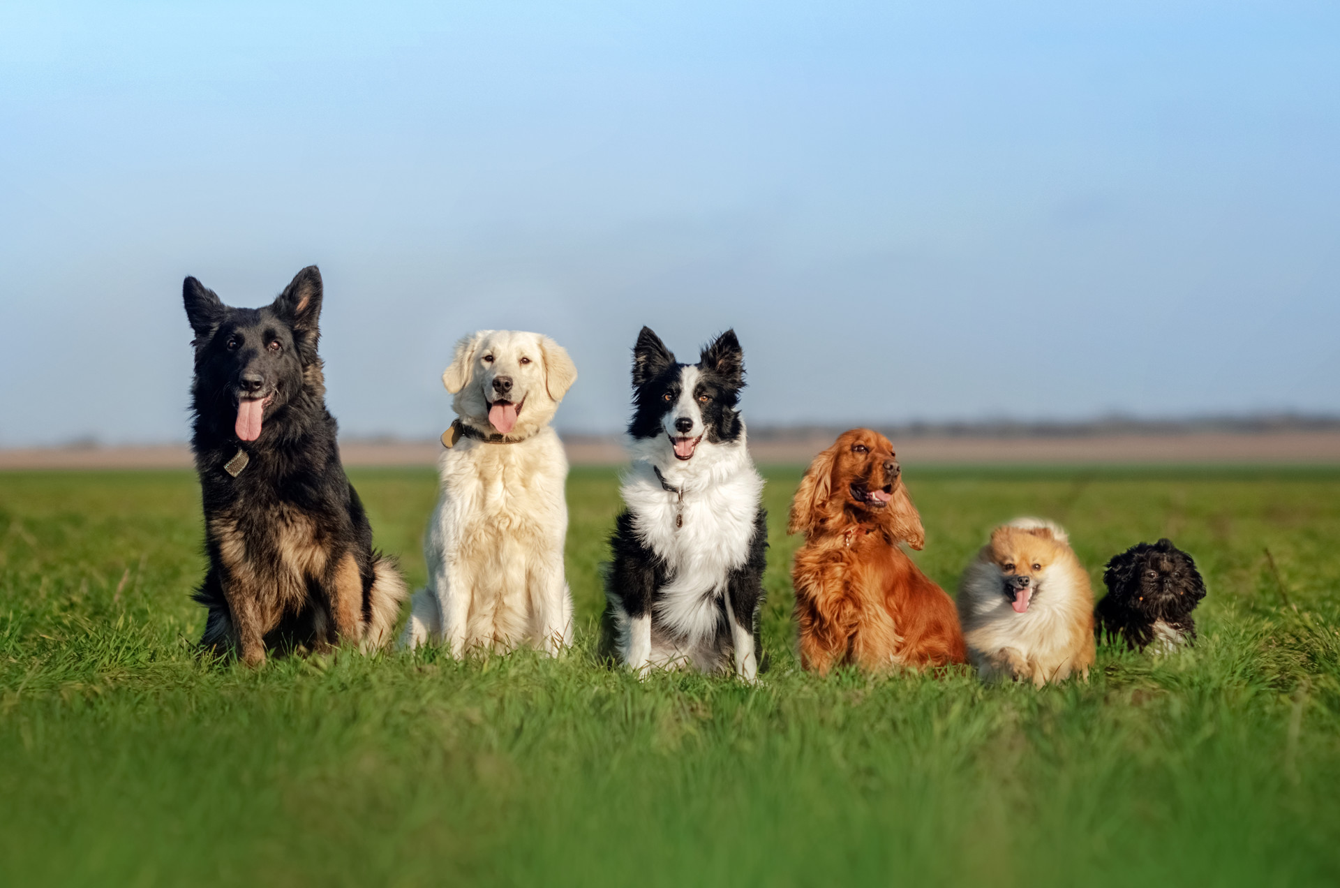 Dogs sitting in a field