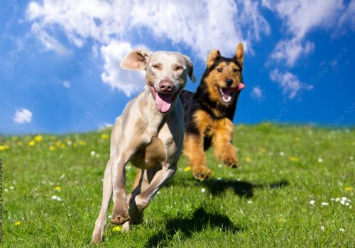 Two dogs leaping in a field